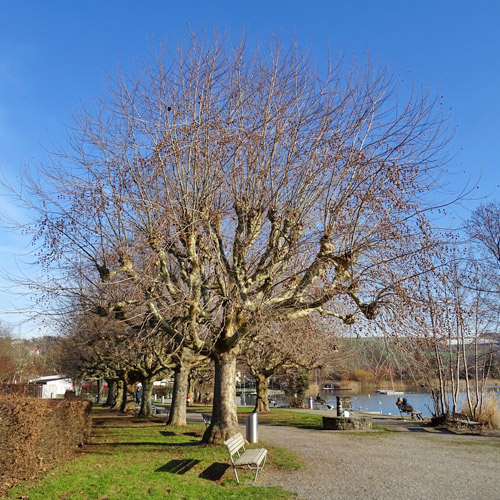 Bastard-Platane / Platanus x hispanica